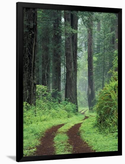 Coast Trail, Old Highway 101 with Coast Redwoods, Del Norte Coast State Park, California, USA-Jamie & Judy Wild-Framed Photographic Print