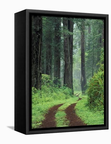 Coast Trail, Old Highway 101 with Coast Redwoods, Del Norte Coast State Park, California, USA-Jamie & Judy Wild-Framed Stretched Canvas