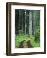 Coast Trail, Old Highway 101 with Coast Redwoods, Del Norte Coast State Park, California, USA-Jamie & Judy Wild-Framed Photographic Print