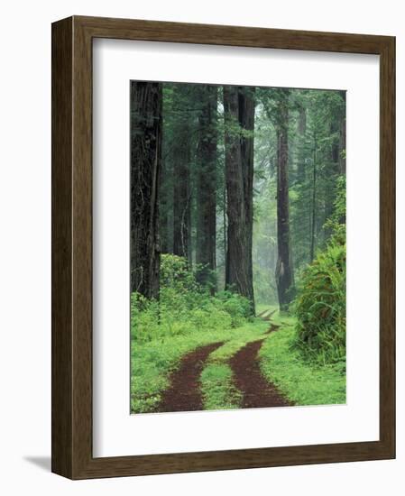 Coast Trail, Old Highway 101 with Coast Redwoods, Del Norte Coast State Park, California, USA-Jamie & Judy Wild-Framed Photographic Print