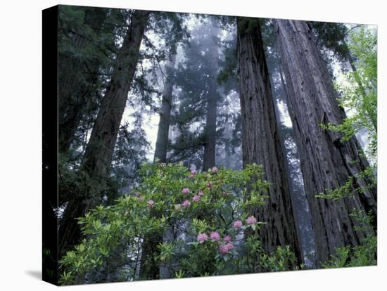 Coast Trail, Redwoods and Rhododendrons, Del Norte Coast State Park, California, USA-Jamie & Judy Wild-Stretched Canvas