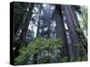 Coast Trail, Redwoods and Rhododendrons, Del Norte Coast State Park, California, USA-Jamie & Judy Wild-Stretched Canvas