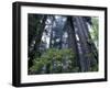 Coast Trail, Redwoods and Rhododendrons, Del Norte Coast State Park, California, USA-Jamie & Judy Wild-Framed Premium Photographic Print