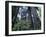 Coast Trail, Redwoods and Rhododendrons, Del Norte Coast State Park, California, USA-Jamie & Judy Wild-Framed Premium Photographic Print