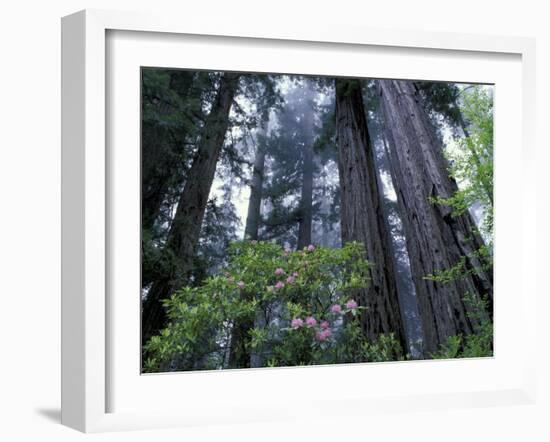 Coast Trail, Redwoods and Rhododendrons, Del Norte Coast State Park, California, USA-Jamie & Judy Wild-Framed Premium Photographic Print