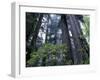 Coast Trail, Redwoods and Rhododendrons, Del Norte Coast State Park, California, USA-Jamie & Judy Wild-Framed Premium Photographic Print