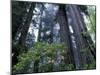 Coast Trail, Redwoods and Rhododendrons, Del Norte Coast State Park, California, USA-Jamie & Judy Wild-Mounted Premium Photographic Print