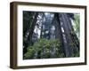 Coast Trail, Redwoods and Rhododendrons, Del Norte Coast State Park, California, USA-Jamie & Judy Wild-Framed Photographic Print