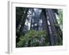 Coast Trail, Redwoods and Rhododendrons, Del Norte Coast State Park, California, USA-Jamie & Judy Wild-Framed Photographic Print