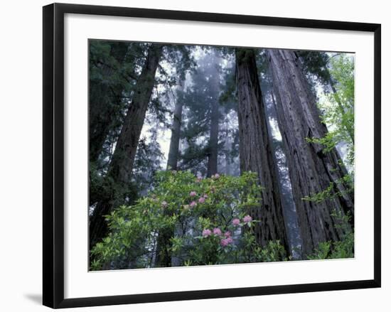 Coast Trail, Redwoods and Rhododendrons, Del Norte Coast State Park, California, USA-Jamie & Judy Wild-Framed Photographic Print