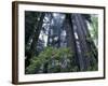 Coast Trail, Redwoods and Rhododendrons, Del Norte Coast State Park, California, USA-Jamie & Judy Wild-Framed Photographic Print