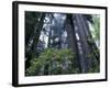 Coast Trail, Redwoods and Rhododendrons, Del Norte Coast State Park, California, USA-Jamie & Judy Wild-Framed Photographic Print