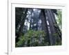 Coast Trail, Redwoods and Rhododendrons, Del Norte Coast State Park, California, USA-Jamie & Judy Wild-Framed Photographic Print