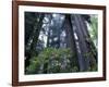 Coast Trail, Redwoods and Rhododendrons, Del Norte Coast State Park, California, USA-Jamie & Judy Wild-Framed Photographic Print