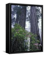 Coast Trail, Redwoods and Rhododendrons, Del Norte Coast State Park, California, USA-Jamie & Judy Wild-Framed Stretched Canvas