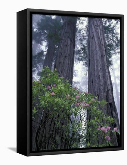 Coast Trail, Redwoods and Rhododendrons, Del Norte Coast State Park, California, USA-Jamie & Judy Wild-Framed Stretched Canvas