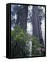 Coast Trail, Redwoods and Rhododendrons, Del Norte Coast State Park, California, USA-Jamie & Judy Wild-Framed Stretched Canvas