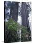 Coast Trail, Redwoods and Rhododendrons, Del Norte Coast State Park, California, USA-Jamie & Judy Wild-Stretched Canvas