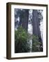 Coast Trail, Redwoods and Rhododendrons, Del Norte Coast State Park, California, USA-Jamie & Judy Wild-Framed Photographic Print