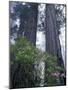 Coast Trail, Redwoods and Rhododendrons, Del Norte Coast State Park, California, USA-Jamie & Judy Wild-Mounted Photographic Print