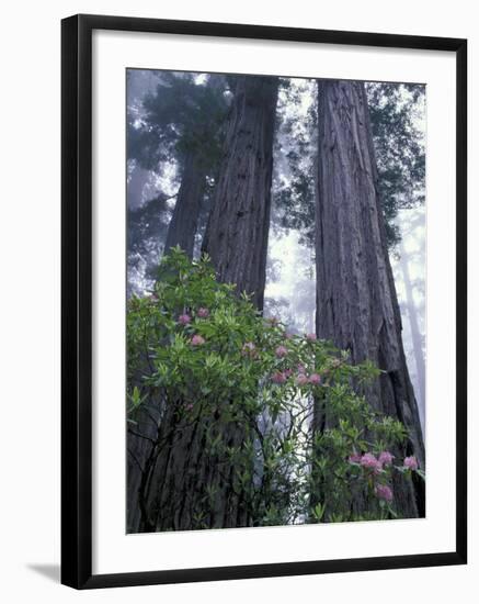 Coast Trail, Redwoods and Rhododendrons, Del Norte Coast State Park, California, USA-Jamie & Judy Wild-Framed Photographic Print