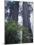 Coast Trail, Redwoods and Rhododendrons, Del Norte Coast State Park, California, USA-Jamie & Judy Wild-Mounted Photographic Print