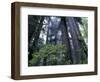 Coast Trail, Redwoods and Rhododendrons, Del Norte Coast State Park, California, USA-Jamie & Judy Wild-Framed Photographic Print