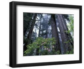 Coast Trail, Redwoods and Rhododendrons, Del Norte Coast State Park, California, USA-Jamie & Judy Wild-Framed Photographic Print