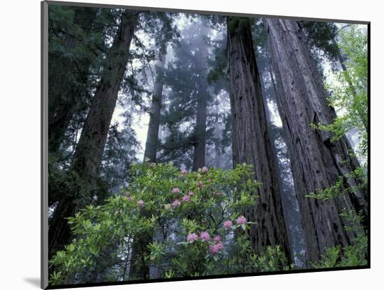 Coast Trail, Redwoods and Rhododendrons, Del Norte Coast State Park, California, USA-Jamie & Judy Wild-Mounted Photographic Print