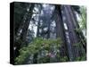 Coast Trail, Redwoods and Rhododendrons, Del Norte Coast State Park, California, USA-Jamie & Judy Wild-Stretched Canvas