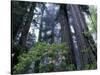 Coast Trail, Redwoods and Rhododendrons, Del Norte Coast State Park, California, USA-Jamie & Judy Wild-Stretched Canvas