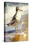 Coastal Beach Bird II-Vivienne Dupont-Stretched Canvas