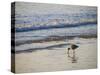 Coastal Bird, Morro Bay Coast-Anna Miller-Stretched Canvas