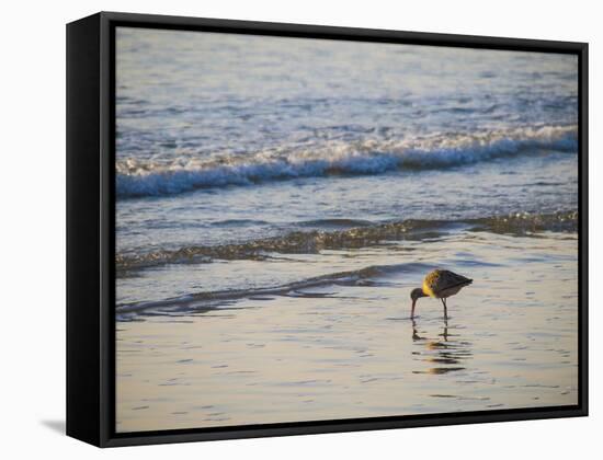 Coastal Bird, Morro Bay Coast-Anna Miller-Framed Stretched Canvas