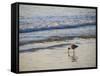 Coastal Bird, Morro Bay Coast-Anna Miller-Framed Stretched Canvas