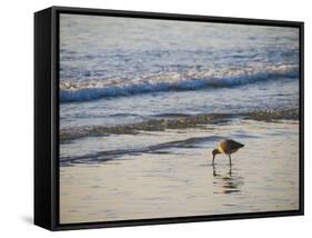 Coastal Bird, Morro Bay Coast-Anna Miller-Framed Stretched Canvas