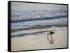 Coastal Bird, Morro Bay Coast-Anna Miller-Framed Stretched Canvas