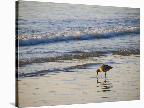 Coastal Bird, Morro Bay Coast-Anna Miller-Stretched Canvas