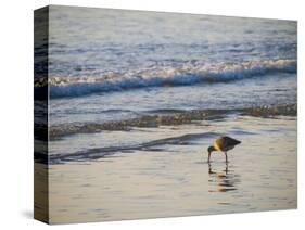 Coastal Bird, Morro Bay Coast-Anna Miller-Stretched Canvas