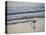 Coastal Bird, Morro Bay Coast-Anna Miller-Stretched Canvas