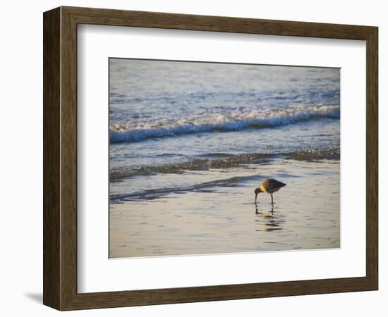 Coastal Bird, Morro Bay Coast-Anna Miller-Framed Photographic Print