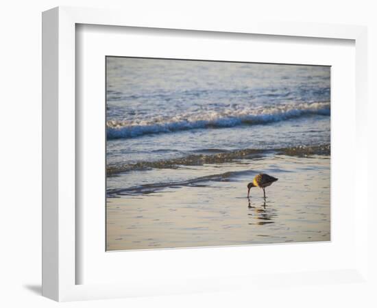 Coastal Bird, Morro Bay Coast-Anna Miller-Framed Photographic Print