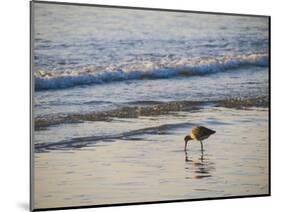 Coastal Bird, Morro Bay Coast-Anna Miller-Mounted Photographic Print