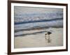 Coastal Bird, Morro Bay Coast-Anna Miller-Framed Photographic Print