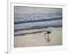 Coastal Bird, Morro Bay Coast-Anna Miller-Framed Photographic Print