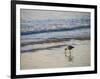 Coastal Bird, Morro Bay Coast-Anna Miller-Framed Photographic Print