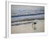 Coastal Bird, Morro Bay Coast-Anna Miller-Framed Photographic Print