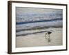 Coastal Bird, Morro Bay Coast-Anna Miller-Framed Photographic Print