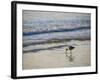 Coastal Bird, Morro Bay Coast-Anna Miller-Framed Photographic Print