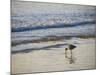 Coastal Bird, Morro Bay Coast-Anna Miller-Mounted Photographic Print